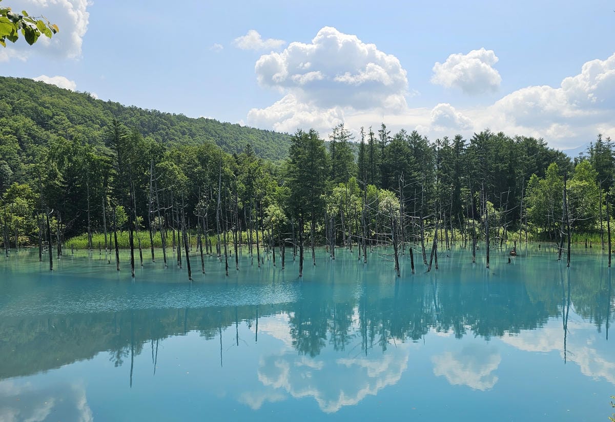 夏の北海道道東自駕遊 Day5-1 美瑛白金清池之清池藍收集 夏の北海道道東自駕遊 Day5-1 美瑛白金清池之清池藍收集