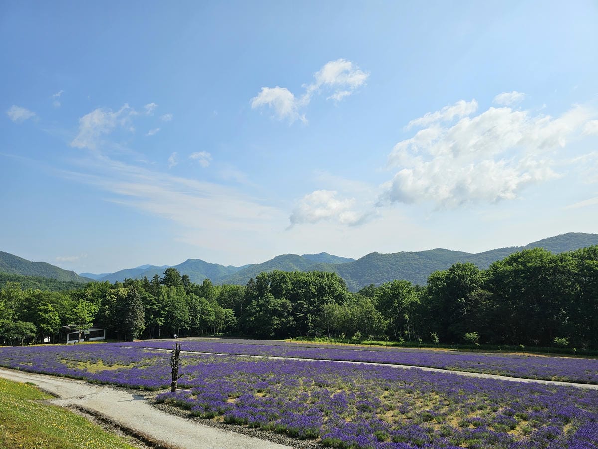 夏の北海道道東自駕遊 Day5-1 美瑛白金清池之清池藍收集 夏の北海道道東自駕遊 Day5-1 美瑛白金清池之清池藍收集