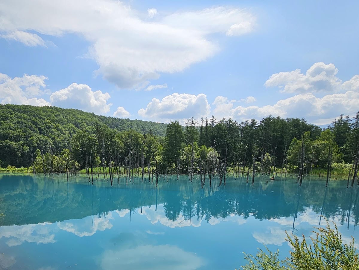 夏の北海道道東自駕遊 Day5-1 美瑛白金清池之清池藍收集 夏の北海道道東自駕遊 Day5-1 美瑛白金清池之清池藍收集