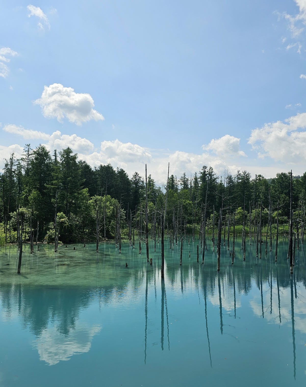 夏の北海道道東自駕遊 Day5-1 美瑛白金清池之清池藍收集 夏の北海道道東自駕遊 Day5-1 美瑛白金清池之清池藍收集