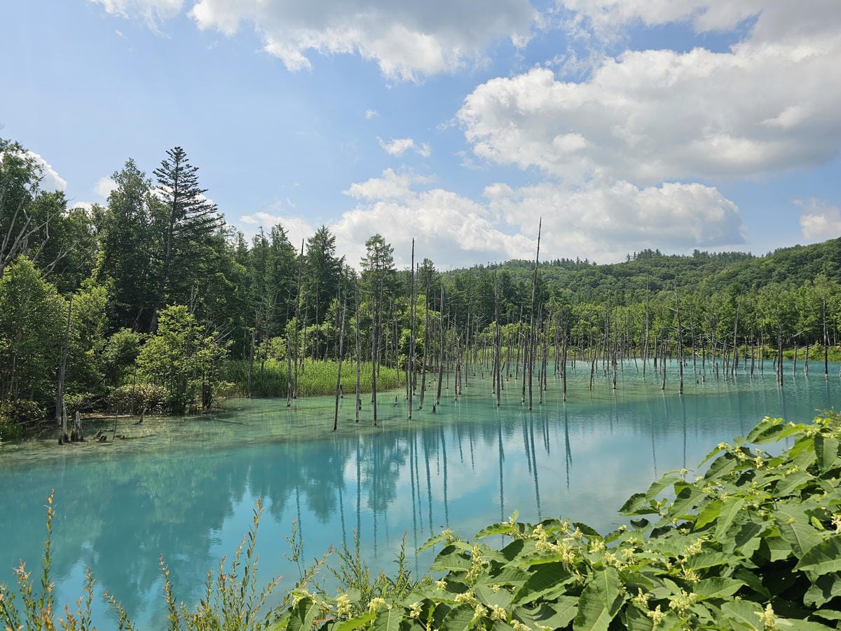 夏の北海道道東自駕遊 Day5-1 美瑛白金清池之清池藍收集 夏の北海道道東自駕遊 Day5-1 美瑛白金清池之清池藍收集