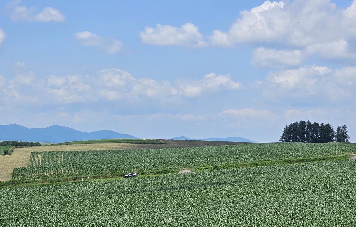 夏の北海道道東自駕遊 Day5-2 美瑛超廣角之路&南富良野 夏の北海道道東自駕遊 Day5-2 美瑛超廣角之路&南富良野