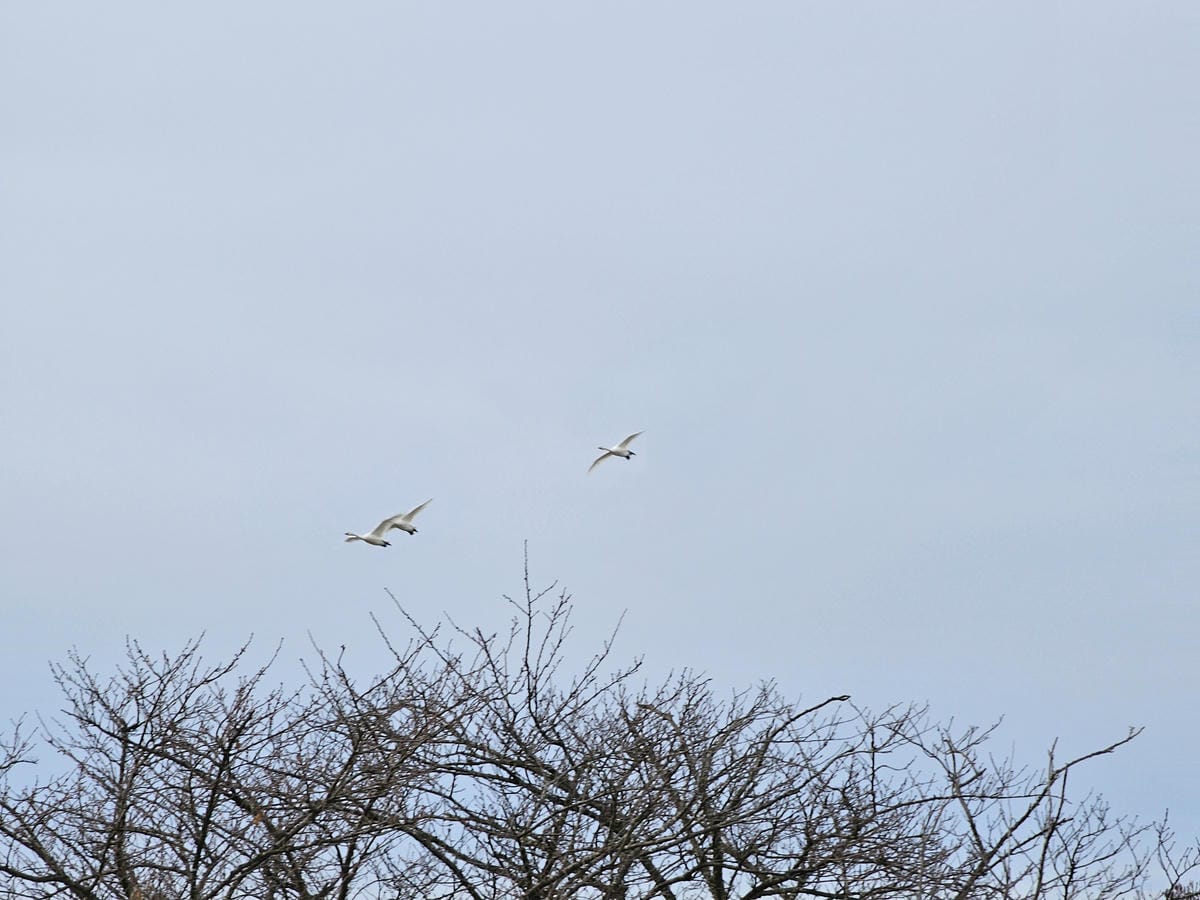 Day6-3 新潟冬の白鳥飛來地-阿賀野瓢湖 Day6-3 新潟冬の白鳥飛來地-阿賀野瓢湖