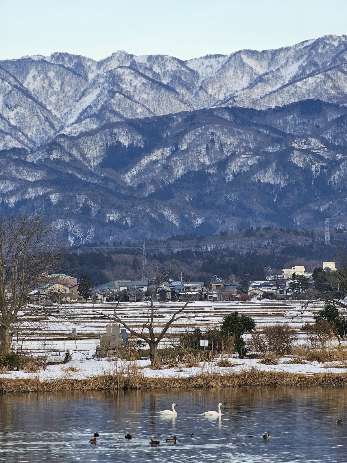 Day6-3 新潟冬の白鳥飛來地-阿賀野瓢湖 Day6-3 新潟冬の白鳥飛來地-阿賀野瓢湖
