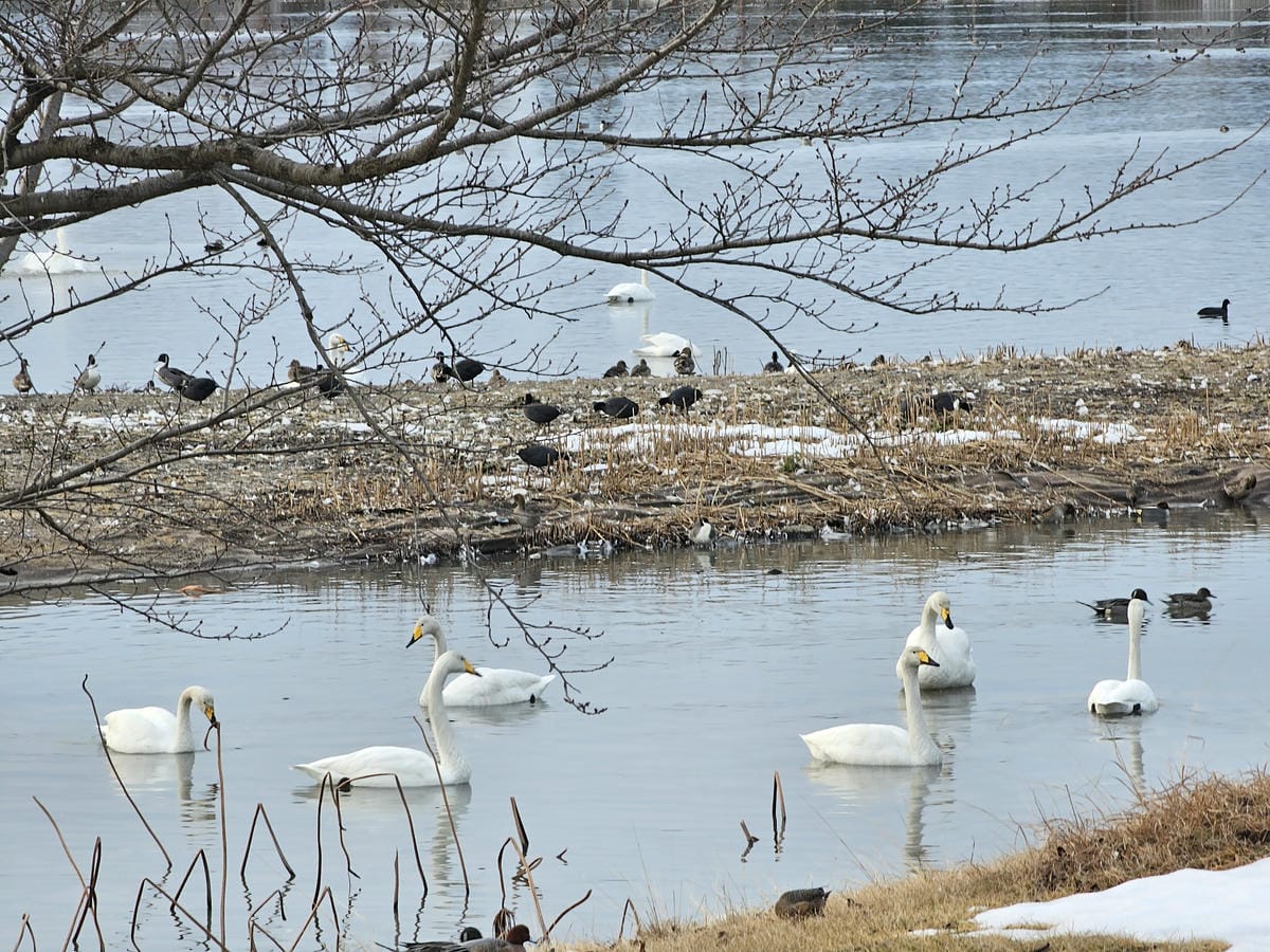 Day6-3 新潟冬の白鳥飛來地-阿賀野瓢湖 Day6-3 新潟冬の白鳥飛來地-阿賀野瓢湖