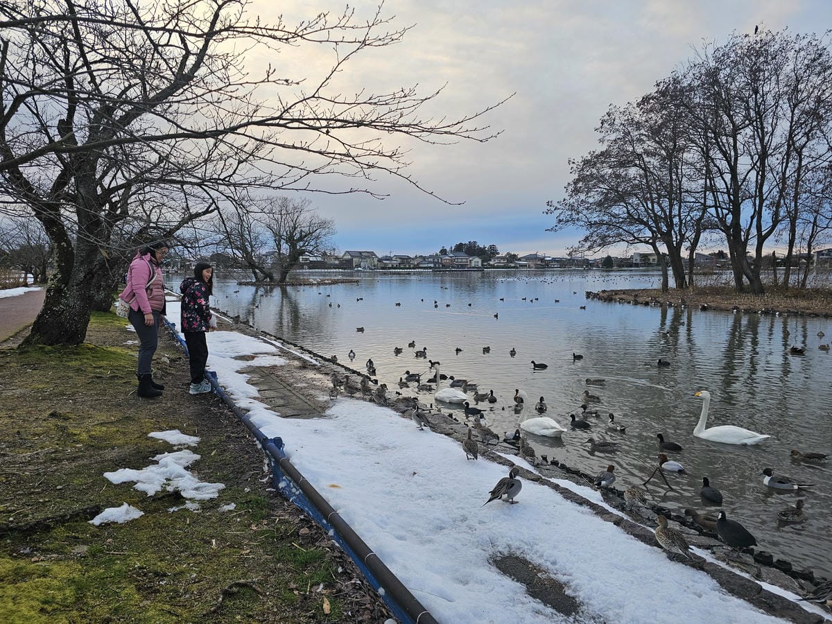 Day6-3 新潟冬の白鳥飛來地-阿賀野瓢湖 Day6-3 新潟冬の白鳥飛來地-阿賀野瓢湖