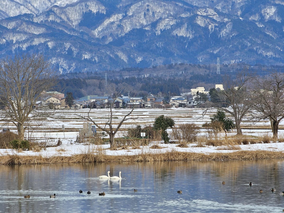 Day6-3 新潟冬の白鳥飛來地-阿賀野瓢湖 Day6-3 新潟冬の白鳥飛來地-阿賀野瓢湖