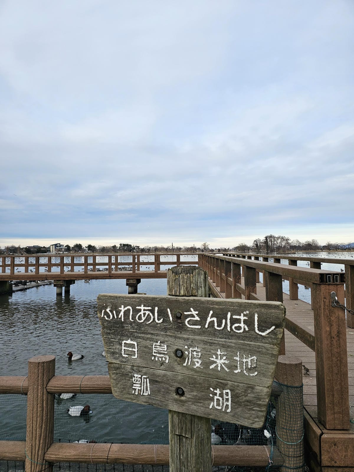 Day6-3 新潟冬の白鳥飛來地-阿賀野瓢湖 Day6-3 新潟冬の白鳥飛來地-阿賀野瓢湖