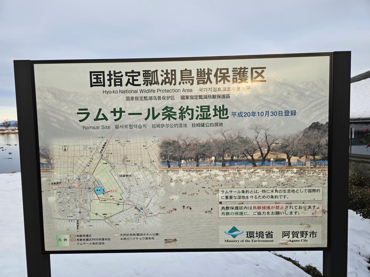 Day6-3 新潟冬の白鳥飛來地-阿賀野瓢湖 Day6-3 新潟冬の白鳥飛來地-阿賀野瓢湖