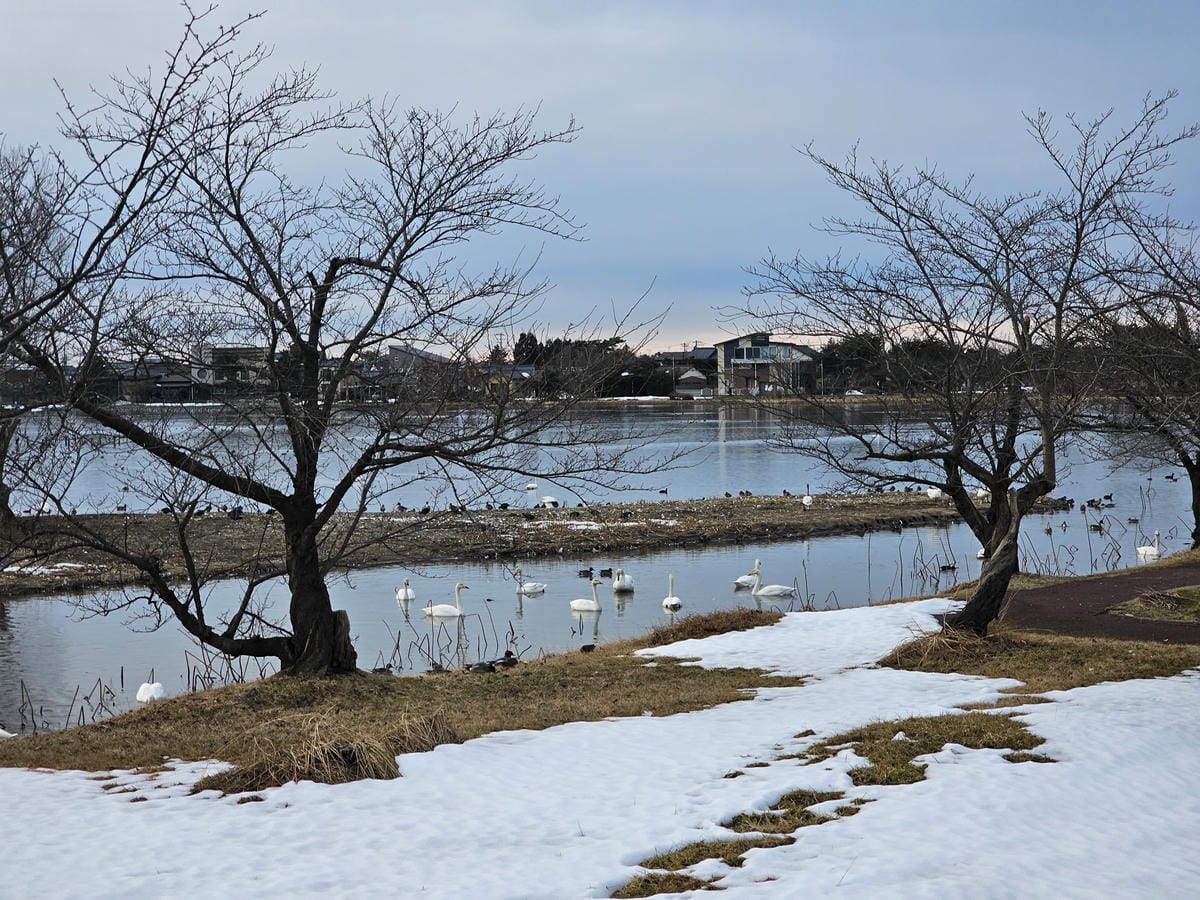 Day6-3 新潟冬の白鳥飛來地-阿賀野瓢湖 Day6-3 新潟冬の白鳥飛來地-阿賀野瓢湖