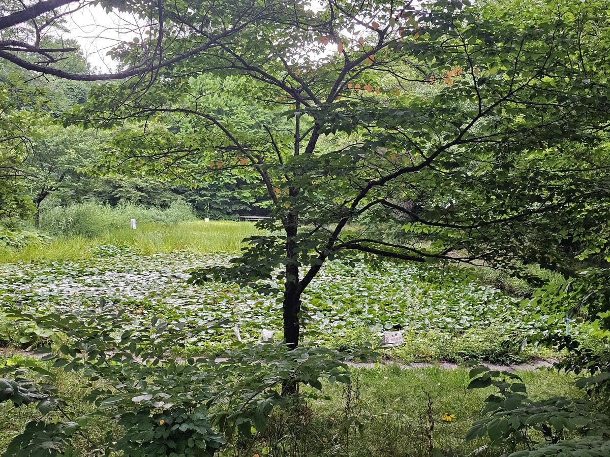 Day1 夏天的札幌 - 北海道大學初訪&久違的成吉思汗烤肉 Day1 夏天的札幌 - 北海道大學初訪&久違的成吉思汗烤肉