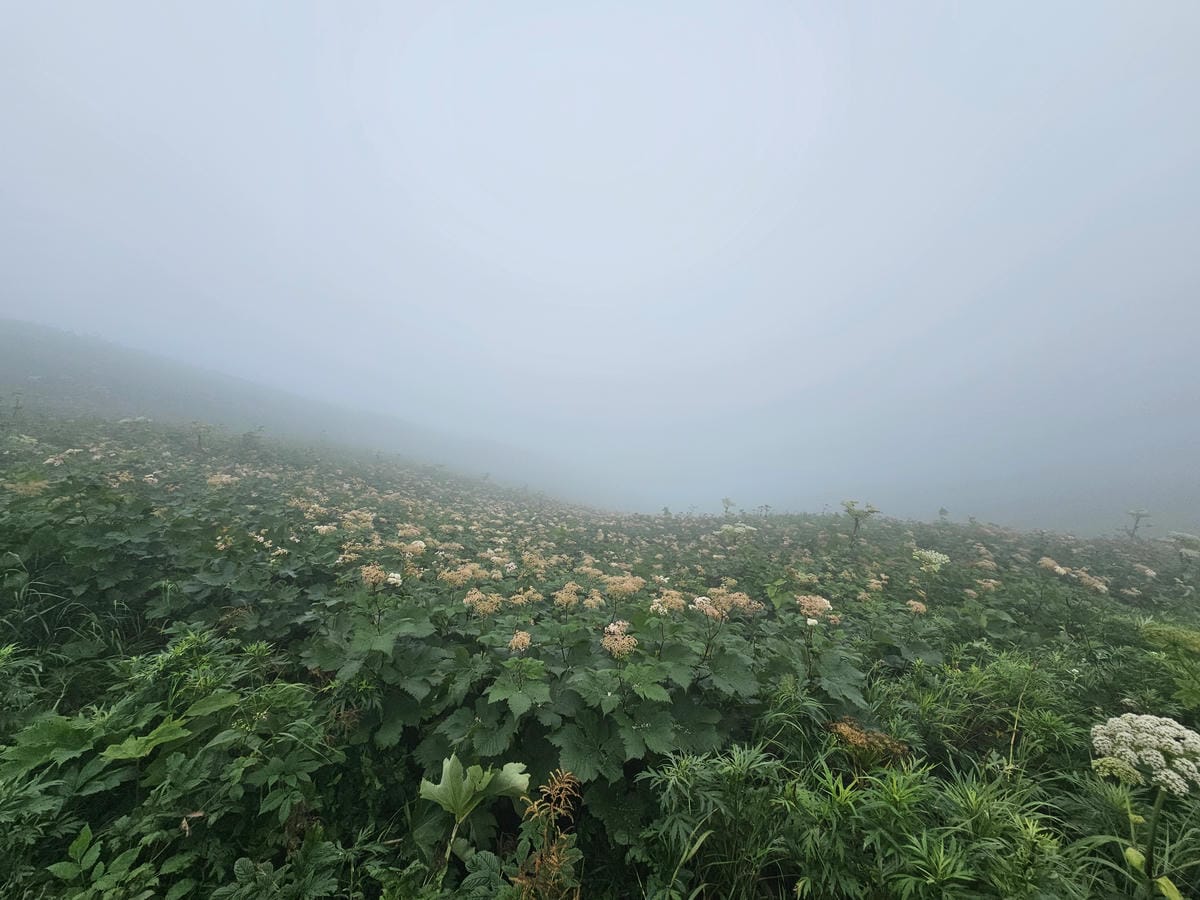 Day3-1 道北的離島 - 花之浮島禮文健行 : 桃岩展望 Day3-1 道北的離島 - 花之浮島禮文健行 : 桃岩展望