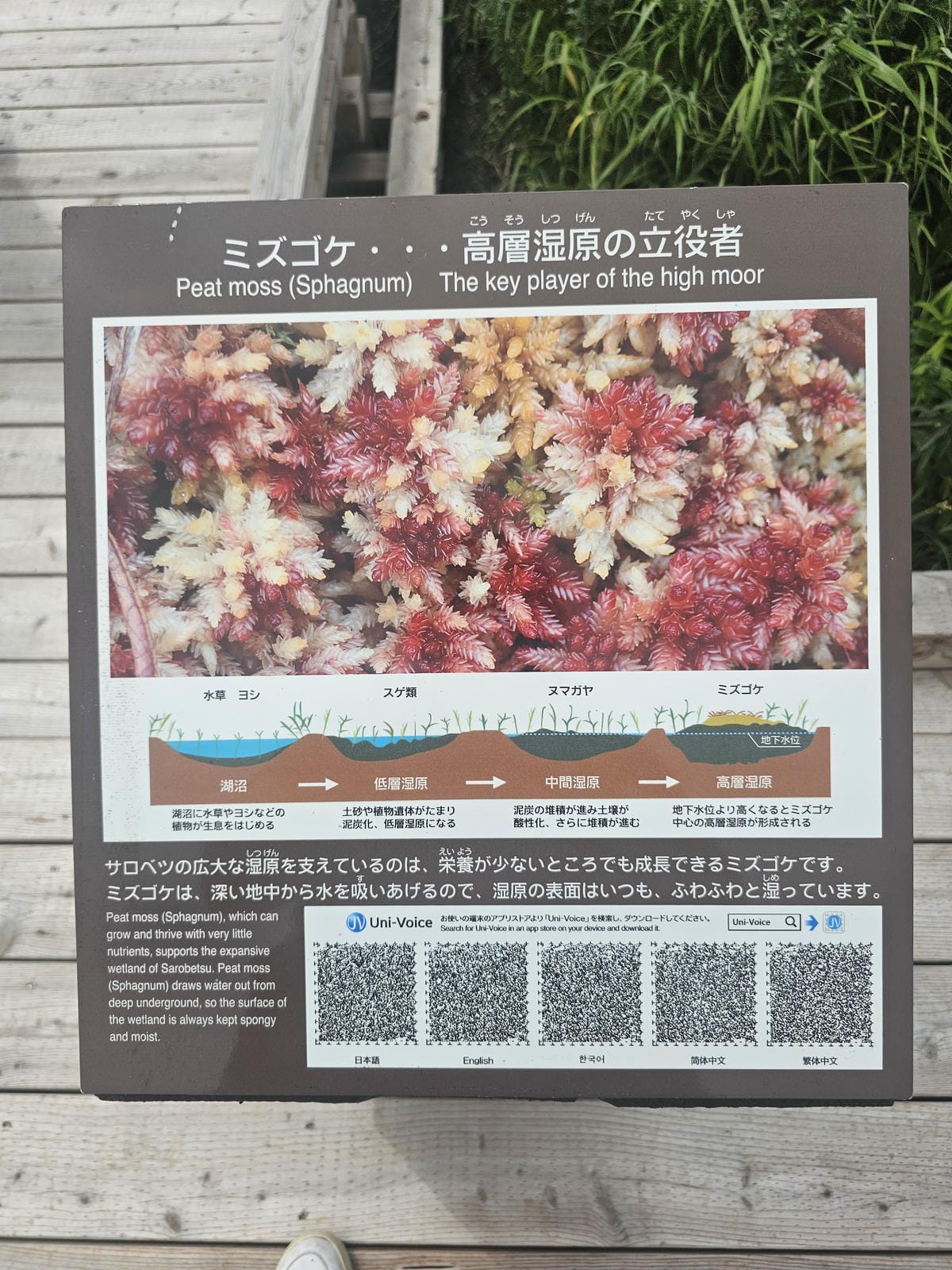 Day5-1 道北自駕遊 : 佐呂別濕原(サロベツ湿原)漫步