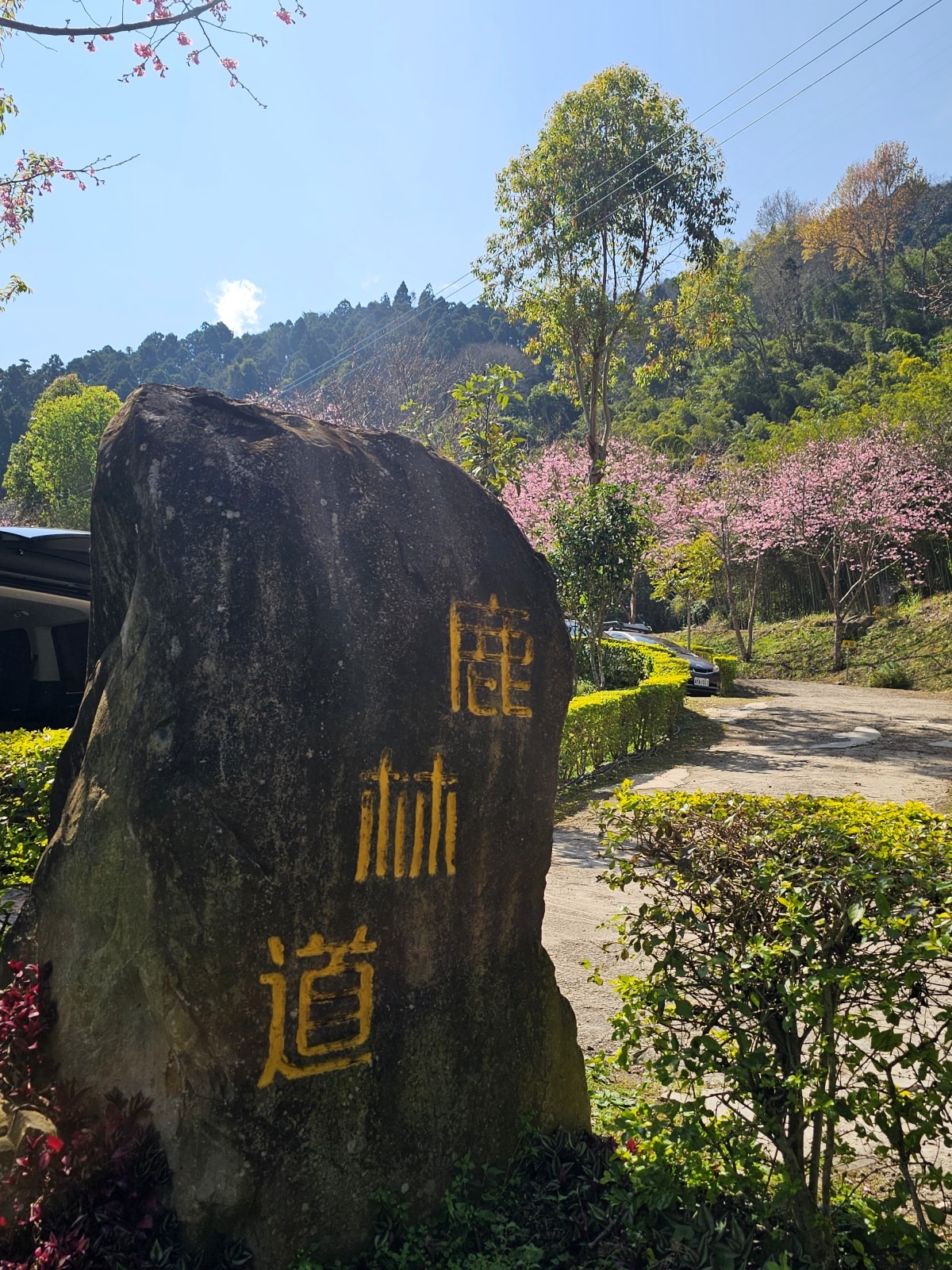 【露營記趣】第42露 新竹五峰鹿林道櫻花季 - 第3張圖 【露營記趣】第42露 新竹五峰鹿林道櫻花季