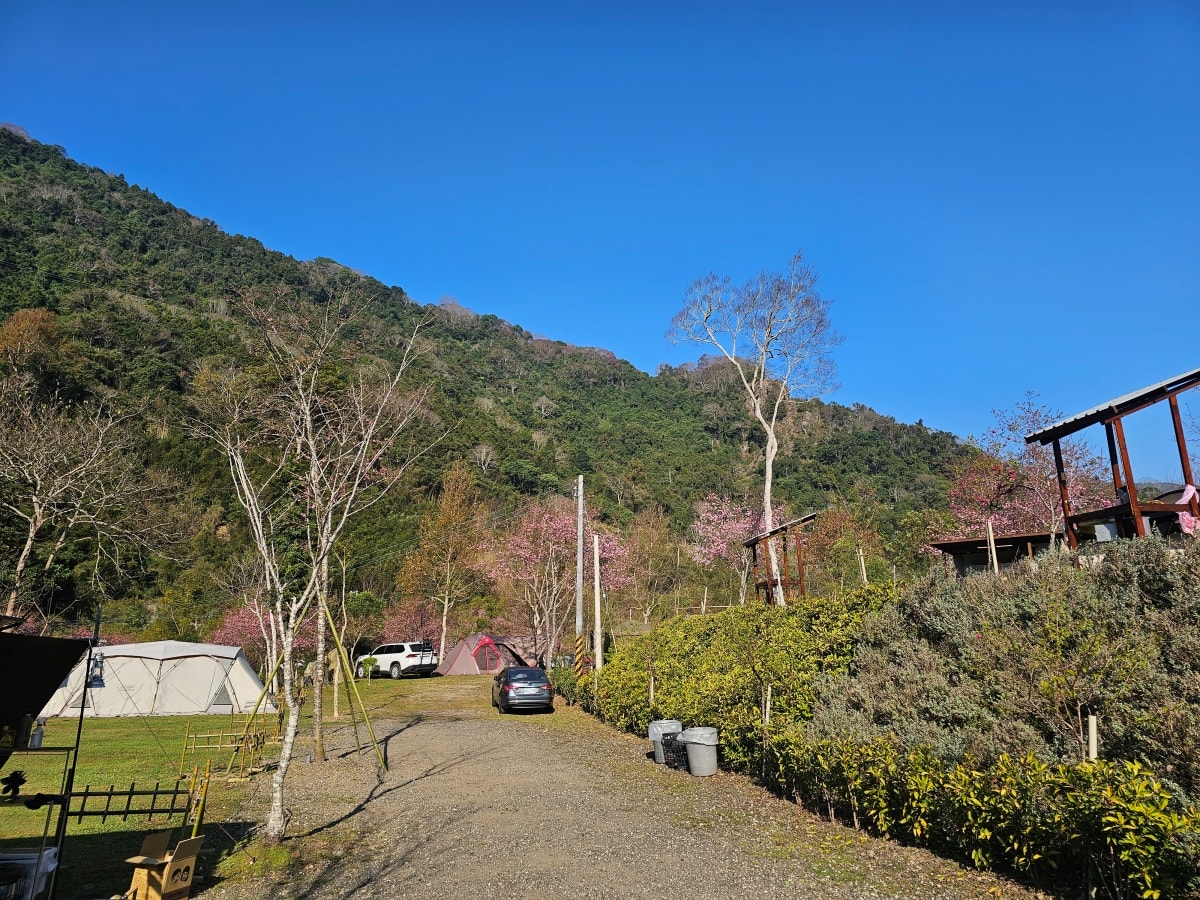 【露營記趣】第42露 新竹五峰鹿林道櫻花季 - 第5張圖 【露營記趣】第42露 新竹五峰鹿林道櫻花季