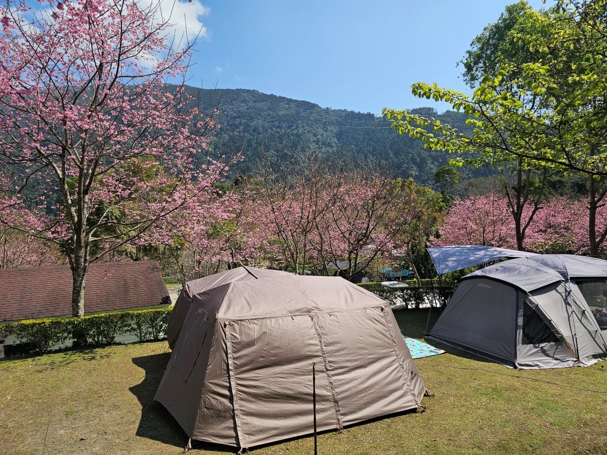 【露營記趣】第42露 新竹五峰鹿林道櫻花季 - 第19張圖 【露營記趣】第42露 新竹五峰鹿林道櫻花季