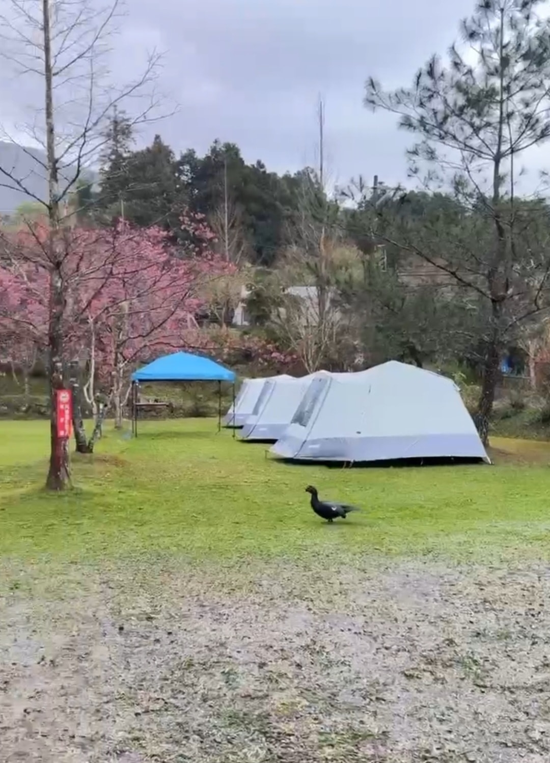 【露營記趣】第43露 苗栗南庄南山傳奇 - 第2張圖 【露營記趣】第43露 苗栗南庄南山傳奇