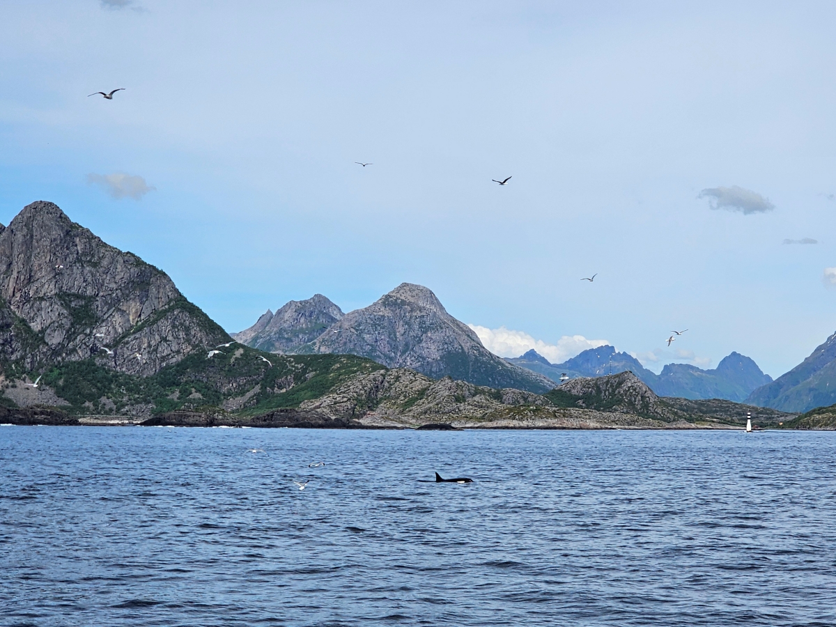 【太陽不打烊 挪威北極圈】 Day3-2 生猛羅浮敦 精靈峽灣(Trollfjord)尋鯨、賞鷹全紀錄 - 第26張圖 【太陽不打烊 挪威北極圈】 Day3-2 生猛羅浮敦 精靈峽灣(Trollfjord)尋鯨、賞鷹全紀錄