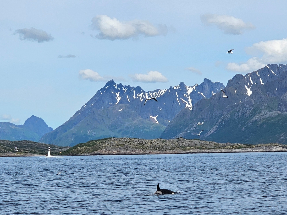 【太陽不打烊 挪威北極圈】 Day3-2 生猛羅浮敦 精靈峽灣(Trollfjord)尋鯨、賞鷹全紀錄 - 第27張圖 【太陽不打烊 挪威北極圈】 Day3-2 生猛羅浮敦 精靈峽灣(Trollfjord)尋鯨、賞鷹全紀錄