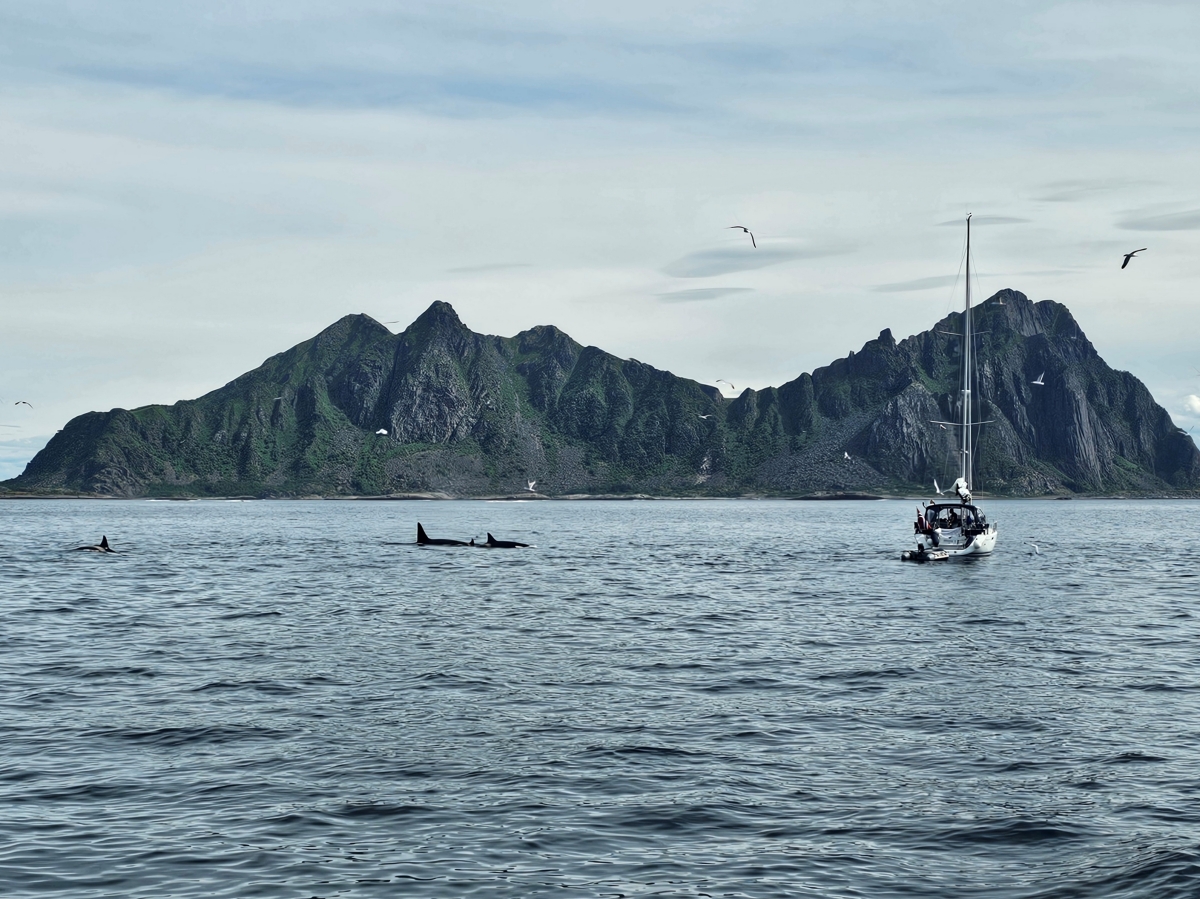 【太陽不打烊 挪威北極圈】 Day3-2 生猛羅浮敦 精靈峽灣(Trollfjord)尋鯨、賞鷹全紀錄 - 第28張圖 【太陽不打烊 挪威北極圈】 Day3-2 生猛羅浮敦 精靈峽灣(Trollfjord)尋鯨、賞鷹全紀錄