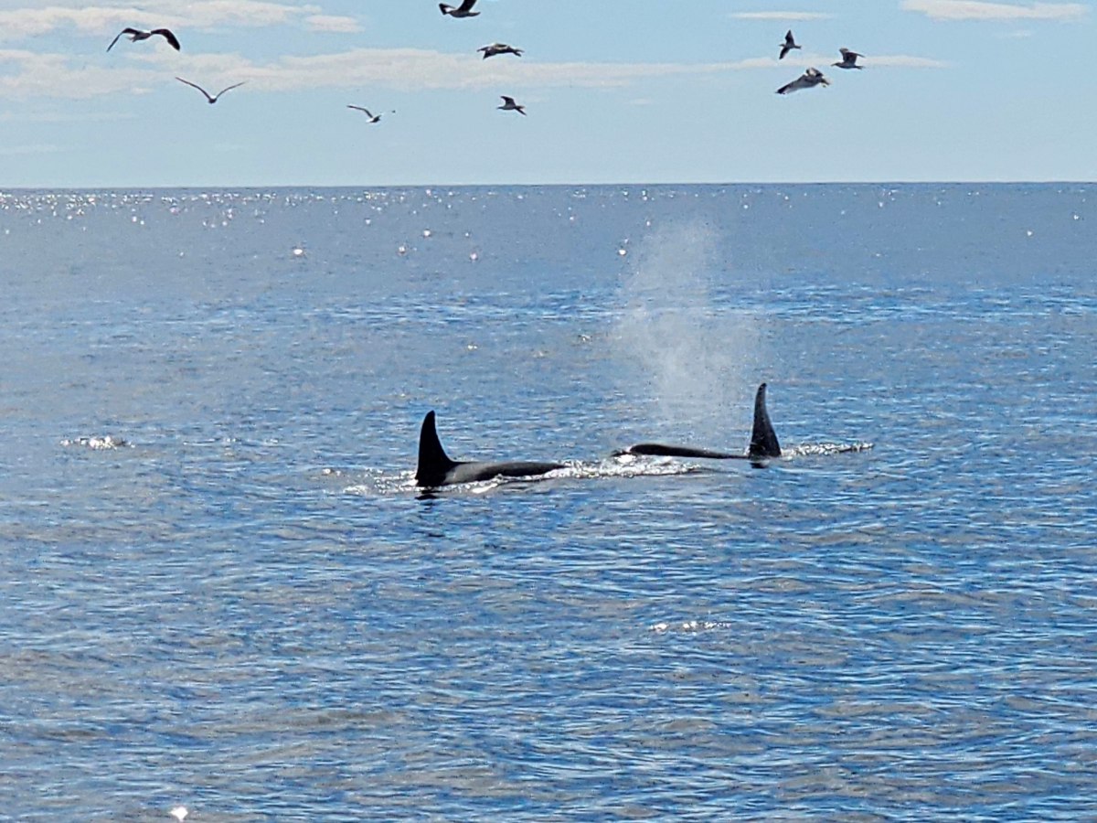 【太陽不打烊 挪威北極圈】 Day3-2 生猛羅浮敦 精靈峽灣(Trollfjord)尋鯨、賞鷹全紀錄 - 第29張圖 【太陽不打烊 挪威北極圈】 Day3-2 生猛羅浮敦 精靈峽灣(Trollfjord)尋鯨、賞鷹全紀錄