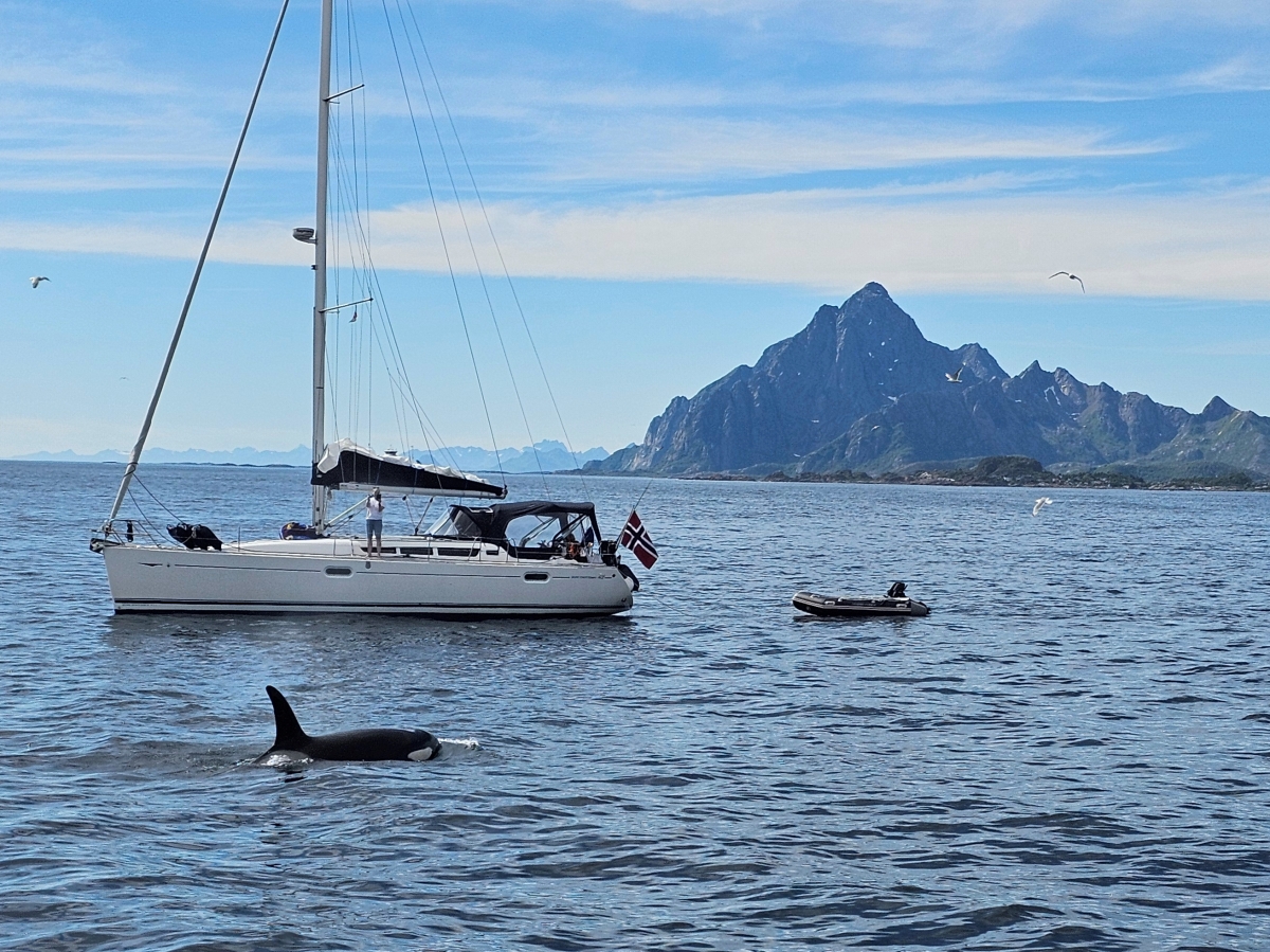 【太陽不打烊 挪威北極圈】 Day3-2 生猛羅浮敦 精靈峽灣(Trollfjord)尋鯨、賞鷹全紀錄 - 第32張圖 【太陽不打烊 挪威北極圈】 Day3-2 生猛羅浮敦 精靈峽灣(Trollfjord)尋鯨、賞鷹全紀錄