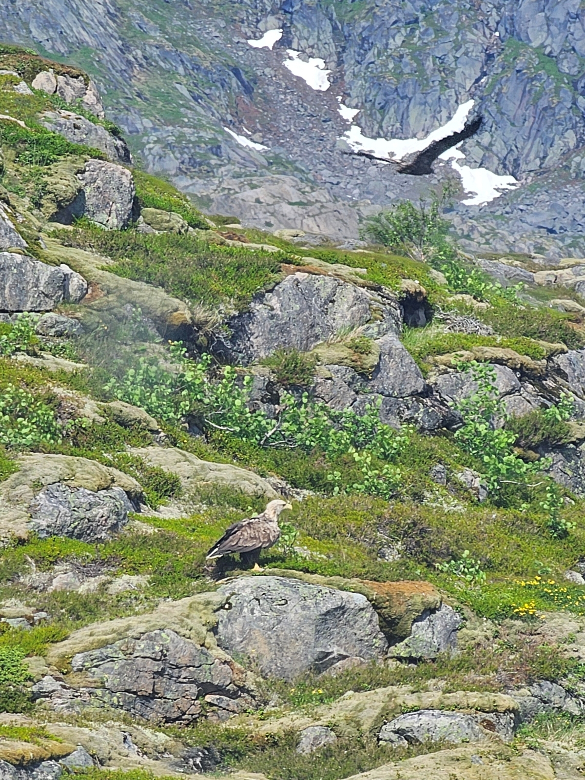 【太陽不打烊 挪威北極圈】 Day3-2 生猛羅浮敦 精靈峽灣(Trollfjord)尋鯨、賞鷹全紀錄 - 第39張圖 【太陽不打烊 挪威北極圈】 Day3-2 生猛羅浮敦 精靈峽灣(Trollfjord)尋鯨、賞鷹全紀錄