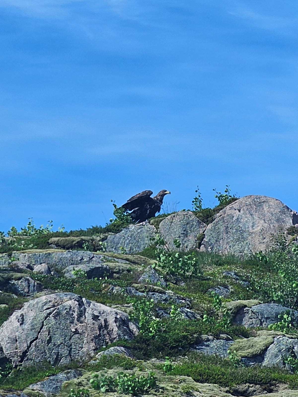 【太陽不打烊 挪威北極圈】 Day3-2 生猛羅浮敦 精靈峽灣(Trollfjord)尋鯨、賞鷹全紀錄 - 第40張圖 【太陽不打烊 挪威北極圈】 Day3-2 生猛羅浮敦 精靈峽灣(Trollfjord)尋鯨、賞鷹全紀錄