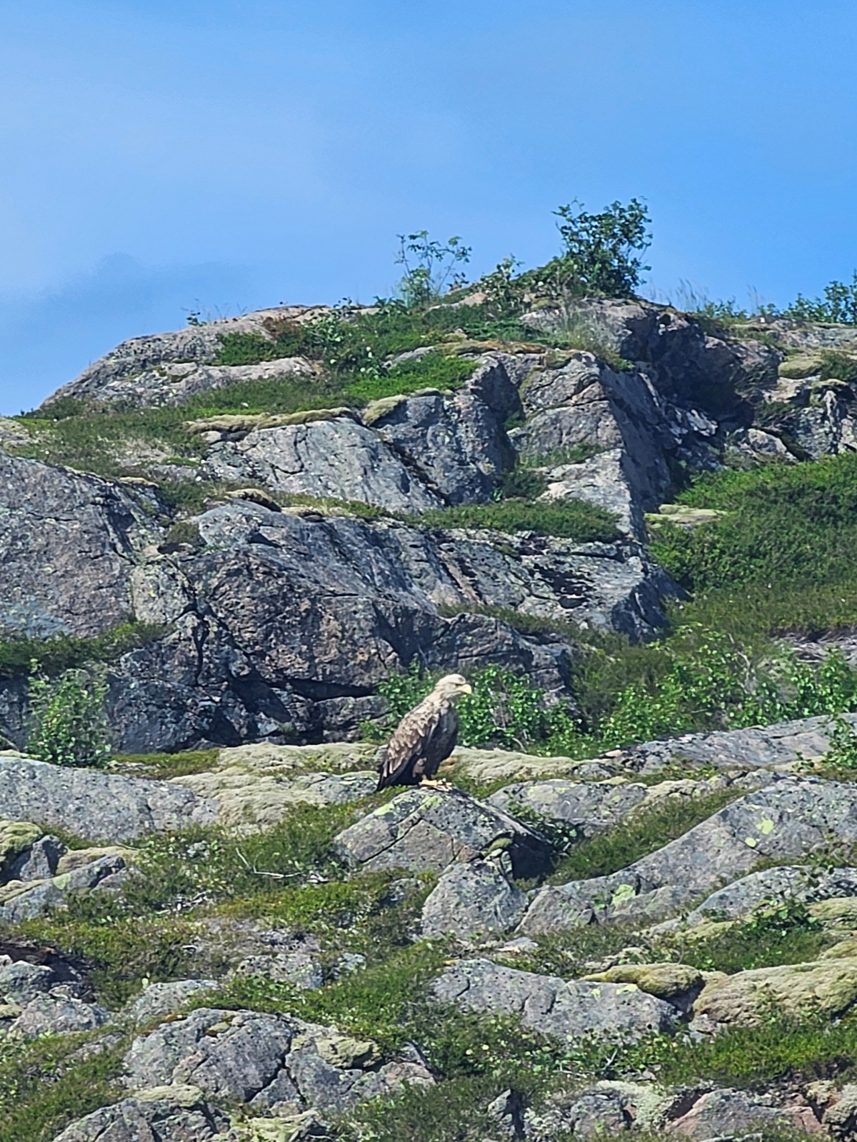 【太陽不打烊 挪威北極圈】 Day3-2 生猛羅浮敦 精靈峽灣(Trollfjord)尋鯨、賞鷹全紀錄 - 第42張圖 【太陽不打烊 挪威北極圈】 Day3-2 生猛羅浮敦 精靈峽灣(Trollfjord)尋鯨、賞鷹全紀錄