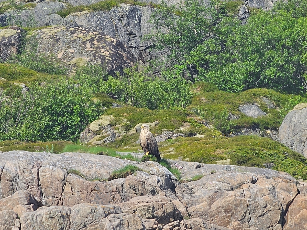 【太陽不打烊 挪威北極圈】 Day3-2 生猛羅浮敦 精靈峽灣(Trollfjord)尋鯨、賞鷹全紀錄 - 第45張圖 【太陽不打烊 挪威北極圈】 Day3-2 生猛羅浮敦 精靈峽灣(Trollfjord)尋鯨、賞鷹全紀錄