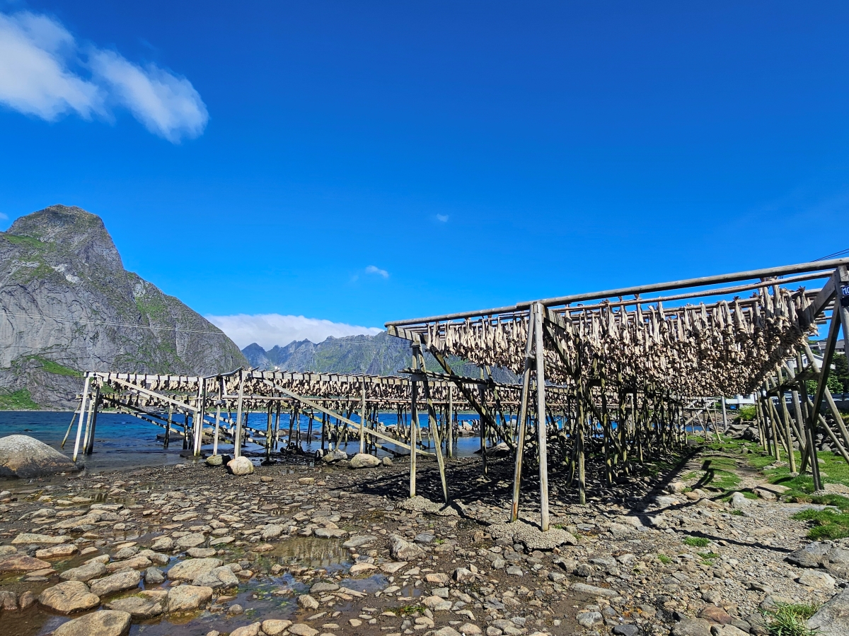 【太陽不打烊 挪威北極圈】 Day5-1 Olenilsøya kystfort 零技巧15分鐘解鎖絕美海景的回血步道 - 第27張圖 【太陽不打烊 挪威北極圈】 Day5-1 Olenilsøya kystfort 零技巧15分鐘解鎖絕美海景的回血步道