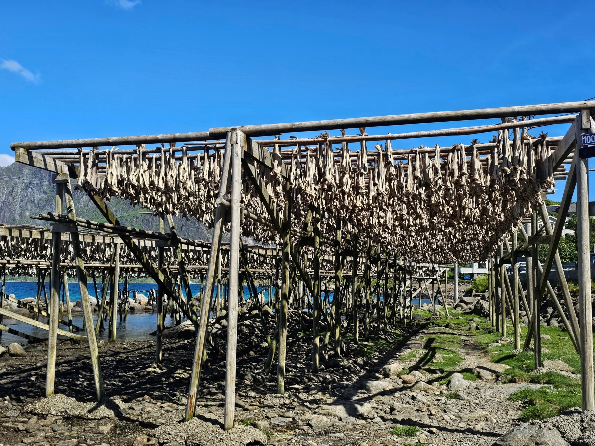 【太陽不打烊 挪威北極圈】 Day5-1 Olenilsøya kystfort 零技巧15分鐘解鎖絕美海景的回血步道 - 第28張圖 【太陽不打烊 挪威北極圈】 Day5-1 Olenilsøya kystfort 零技巧15分鐘解鎖絕美海景的回血步道