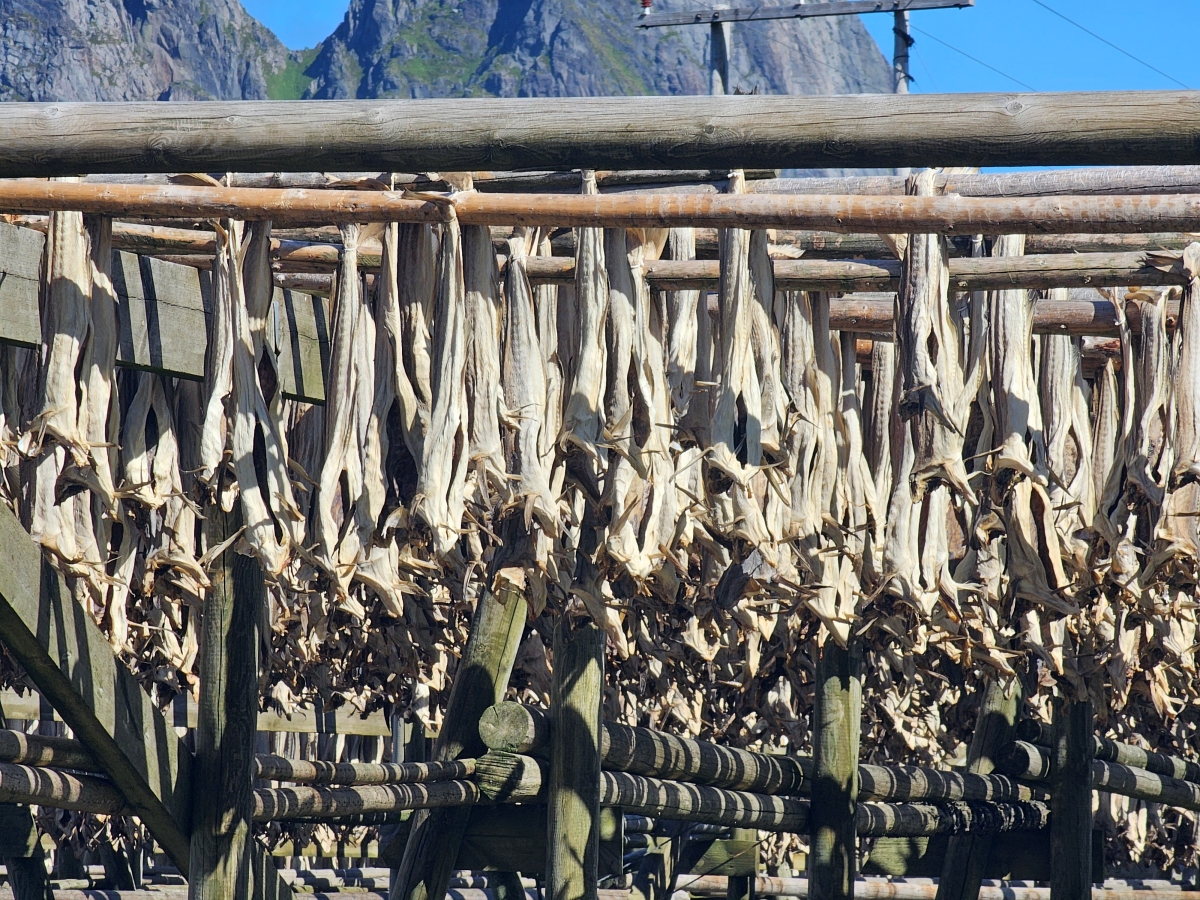 【太陽不打烊 挪威北極圈】 Day5-1 Olenilsøya kystfort 零技巧15分鐘解鎖絕美海景的回血步道 - 第29張圖 【太陽不打烊 挪威北極圈】 Day5-1 Olenilsøya kystfort 零技巧15分鐘解鎖絕美海景的回血步道