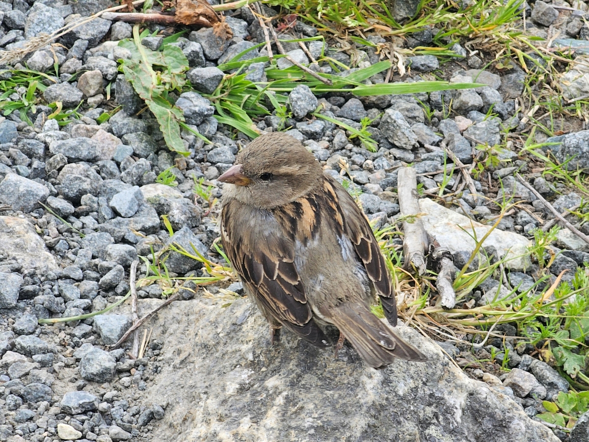 【太陽不打烊 挪威北極圈】 Day6-1 羅浮敦遺世獨立的百年木造漁村:Nusfjord - 第13張圖 【太陽不打烊 挪威北極圈】 Day6-1 羅浮敦遺世獨立的百年木造漁村:Nusfjord