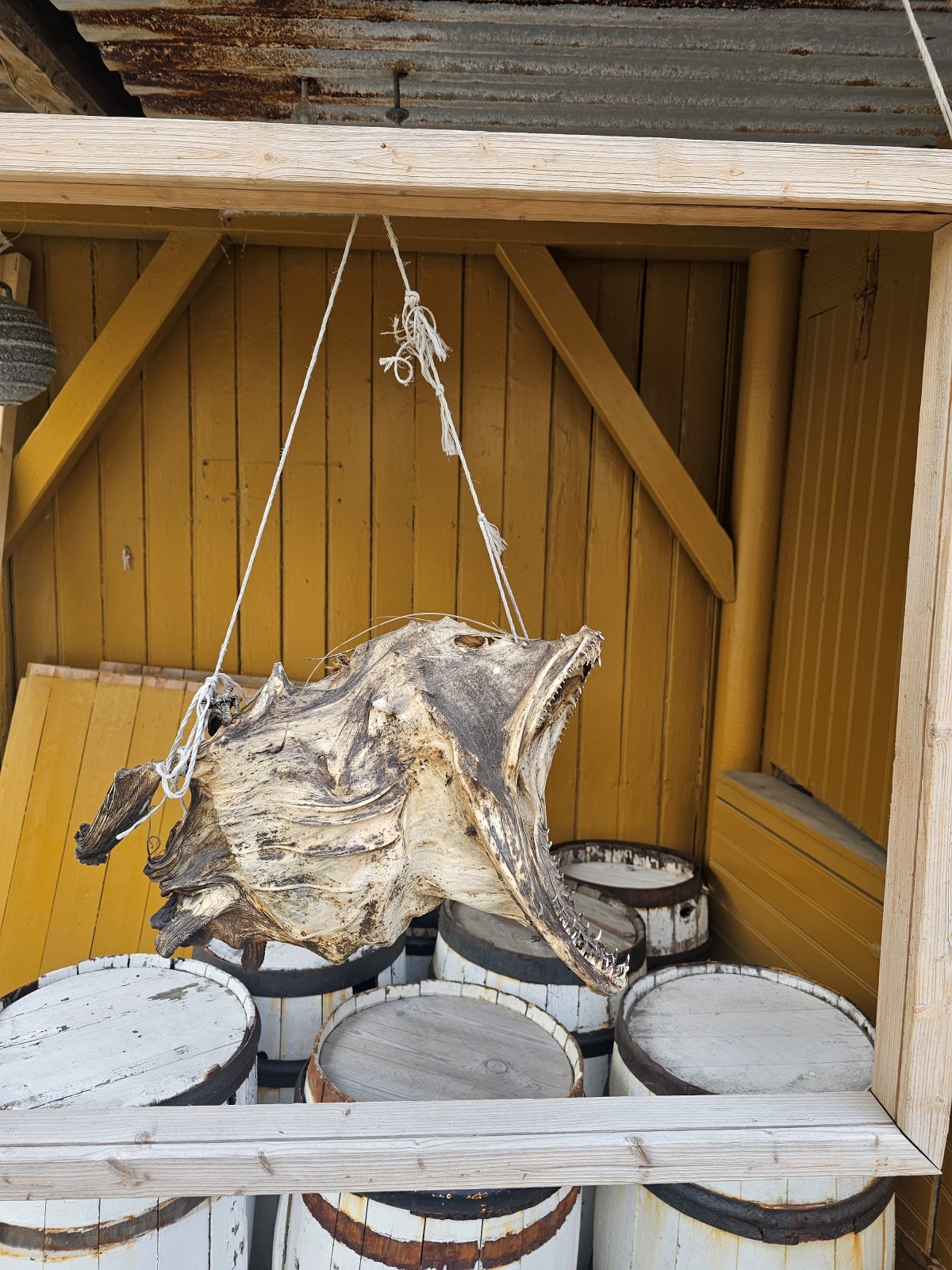 【太陽不打烊 挪威北極圈】 Day6-1 羅浮敦遺世獨立的百年木造漁村:Nusfjord - 第27張圖 【太陽不打烊 挪威北極圈】 Day6-1 羅浮敦遺世獨立的百年木造漁村:Nusfjord