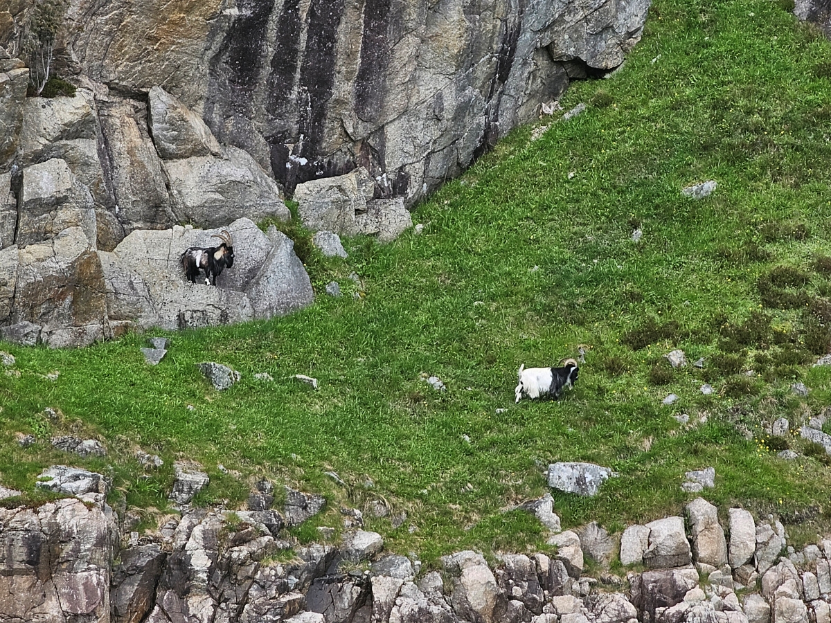 【太陽不打烊 挪威北極圈】 Day9-1 乘船穿梭呂瑟峽灣(Lysefjord):仰望千仞絕壁,體驗萬噸巨岩的震撼 - 第38張圖 【太陽不打烊 挪威北極圈】 Day9-1 乘船穿梭呂瑟峽灣(Lysefjord):仰望千仞絕壁,體驗萬噸巨岩的震撼