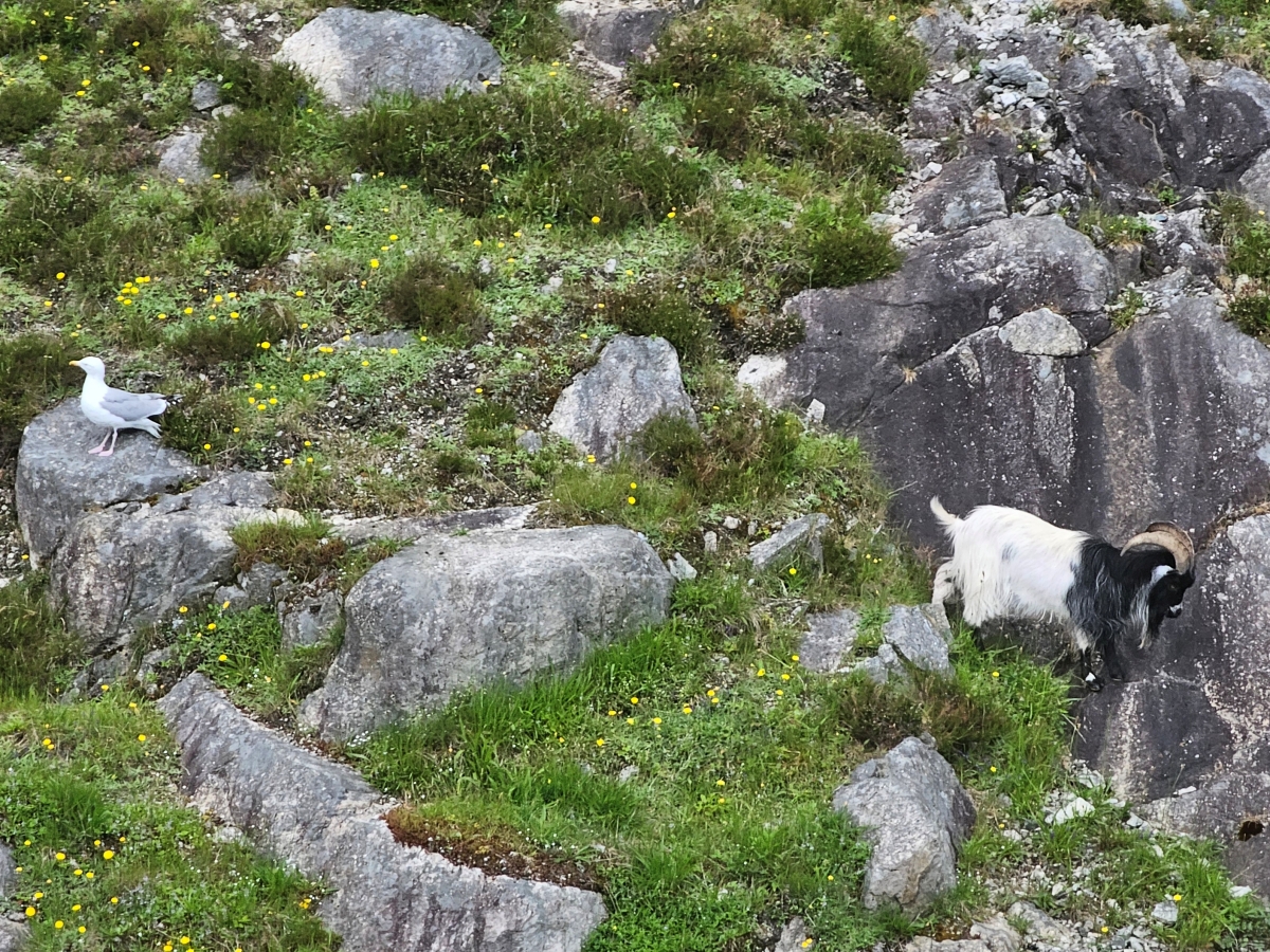 【太陽不打烊 挪威北極圈】 Day9-1 乘船穿梭呂瑟峽灣(Lysefjord):仰望千仞絕壁,體驗萬噸巨岩的震撼 - 第41張圖 【太陽不打烊 挪威北極圈】 Day9-1 乘船穿梭呂瑟峽灣(Lysefjord):仰望千仞絕壁,體驗萬噸巨岩的震撼