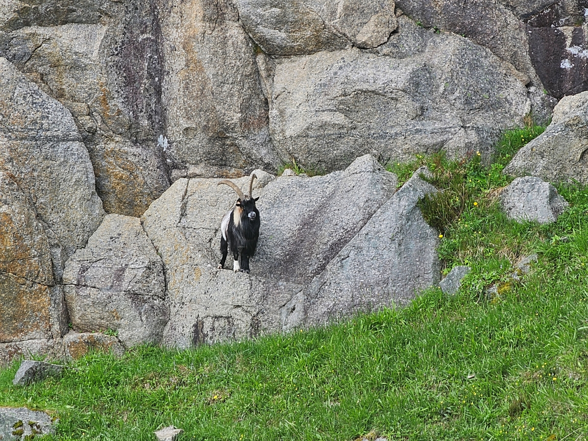 【太陽不打烊 挪威北極圈】 Day9-1 乘船穿梭呂瑟峽灣(Lysefjord):仰望千仞絕壁,體驗萬噸巨岩的震撼 - 第42張圖 【太陽不打烊 挪威北極圈】 Day9-1 乘船穿梭呂瑟峽灣(Lysefjord):仰望千仞絕壁,體驗萬噸巨岩的震撼