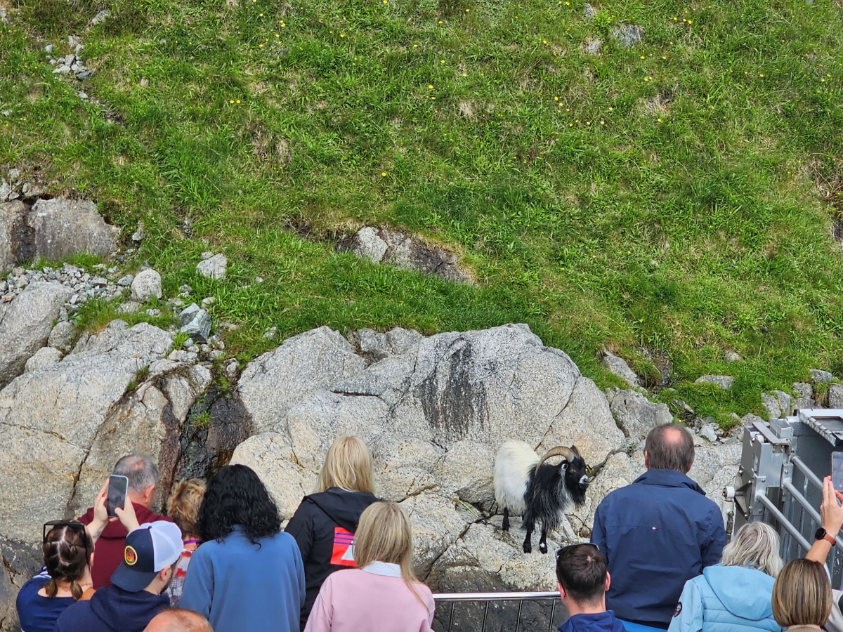 【太陽不打烊 挪威北極圈】 Day9-1 乘船穿梭呂瑟峽灣(Lysefjord):仰望千仞絕壁,體驗萬噸巨岩的震撼 - 第43張圖 【太陽不打烊 挪威北極圈】 Day9-1 乘船穿梭呂瑟峽灣(Lysefjord):仰望千仞絕壁,體驗萬噸巨岩的震撼