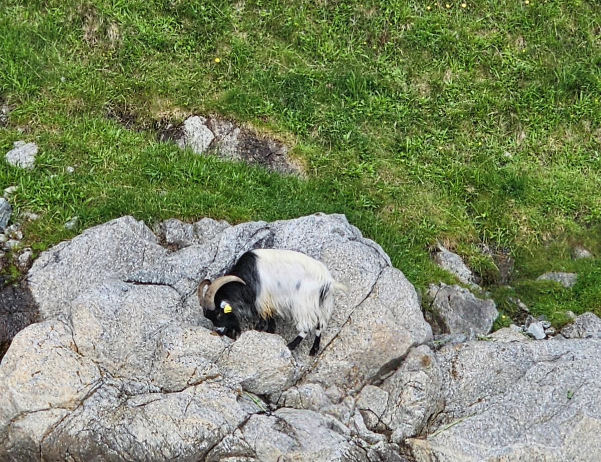 【太陽不打烊 挪威北極圈】 Day9-1 乘船穿梭呂瑟峽灣(Lysefjord):仰望千仞絕壁,體驗萬噸巨岩的震撼 - 第45張圖 【太陽不打烊 挪威北極圈】 Day9-1 乘船穿梭呂瑟峽灣(Lysefjord):仰望千仞絕壁,體驗萬噸巨岩的震撼