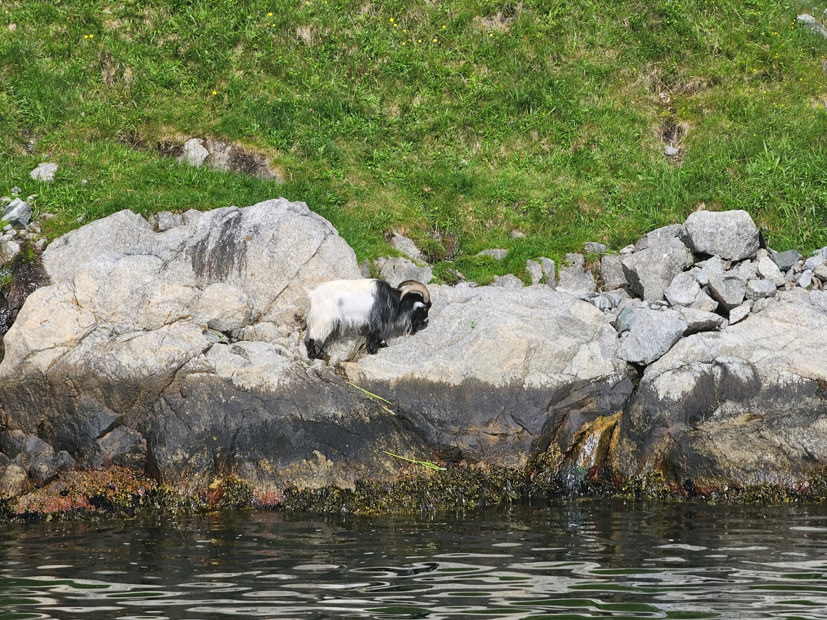 【太陽不打烊 挪威北極圈】 Day9-1 乘船穿梭呂瑟峽灣(Lysefjord):仰望千仞絕壁,體驗萬噸巨岩的震撼 - 第44張圖 【太陽不打烊 挪威北極圈】 Day9-1 乘船穿梭呂瑟峽灣(Lysefjord):仰望千仞絕壁,體驗萬噸巨岩的震撼